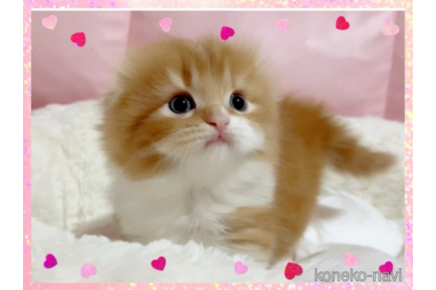 成約済の愛媛県のスコティッシュフォールド(折れ耳)-74971の2枚目